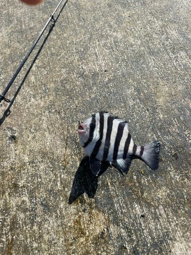 イシダイの釣果
