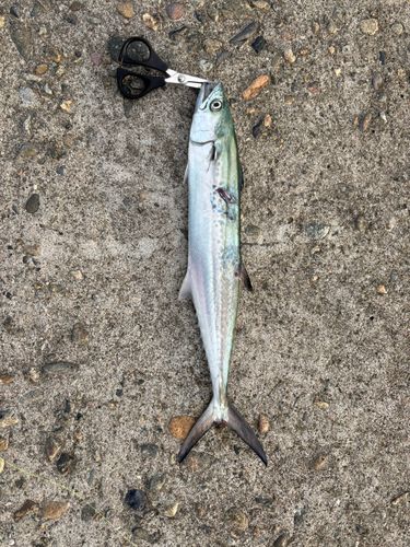 サゴシの釣果