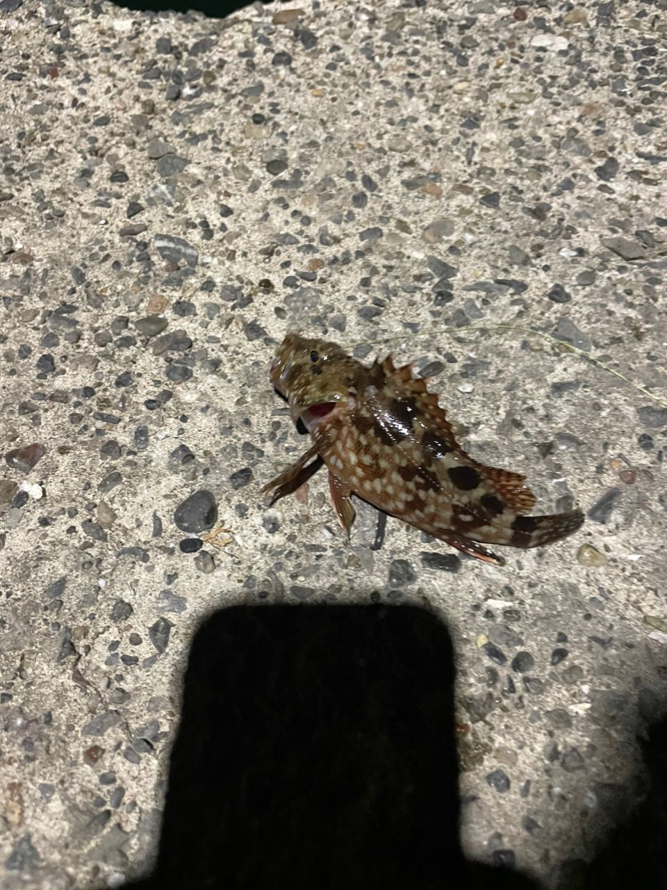 カサゴ