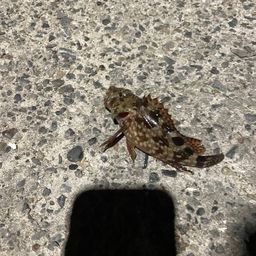 カサゴ