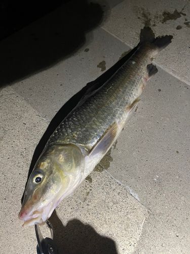 コイの釣果
