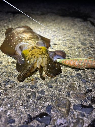 アオリイカの釣果