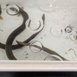 ウナギ