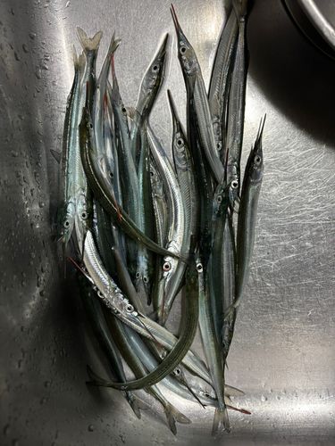 サヨリの釣果