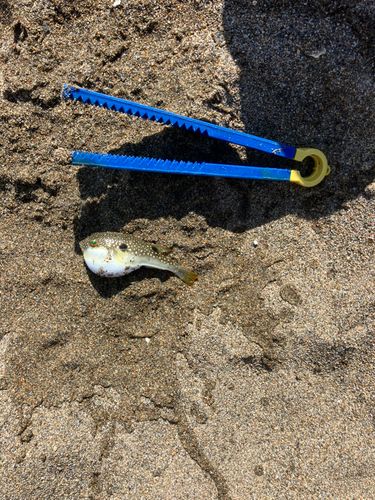 クサフグの釣果