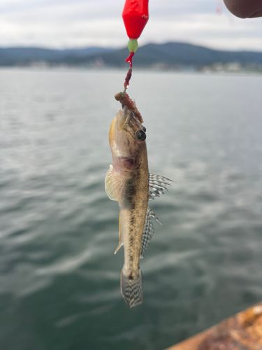 ハゼの釣果
