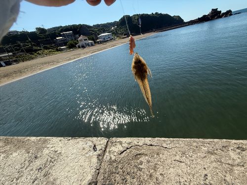 コチの釣果