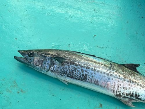 サワラの釣果