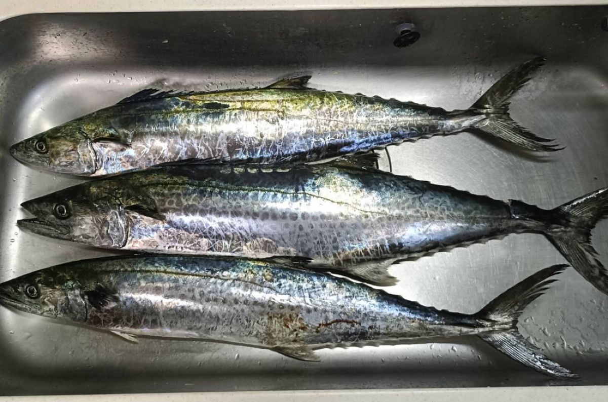 小心者の釣り師さんの釣果 2枚目の画像