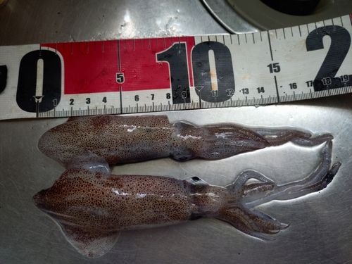 マメイカの釣果