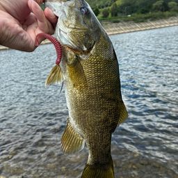 スモールマウスバス