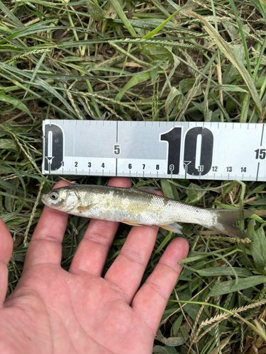 ハスの釣果