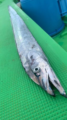 相模湾