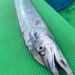 タチウオ