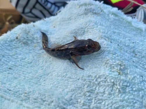 チチブの釣果