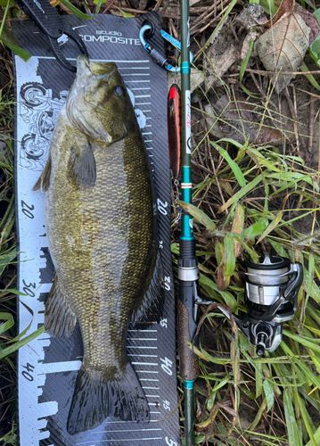 スモールマウスバスの釣果