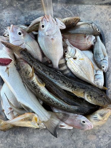 ハゼの釣果