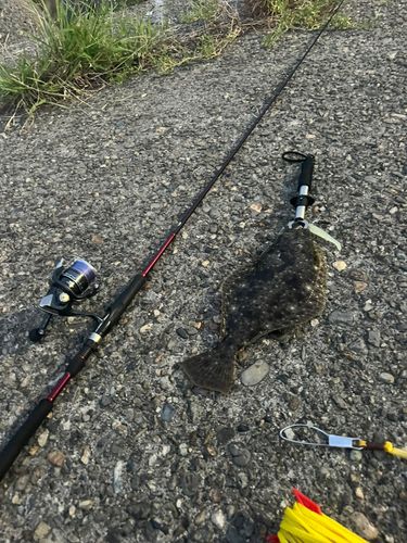 ヒラメの釣果