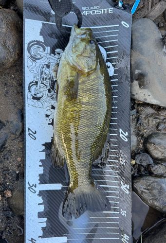 スモールマウスバスの釣果