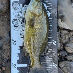 スモールマウスバス