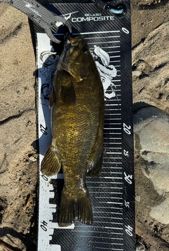 スモールマウスバスの釣果