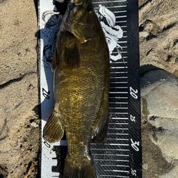 スモールマウスバス