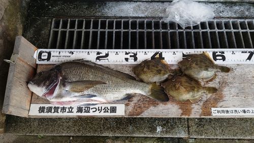 カワハギの釣果