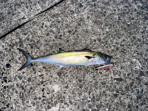 サゴシの釣果