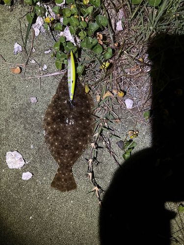 ヒラメの釣果