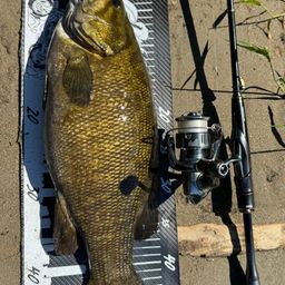 スモールマウスバス