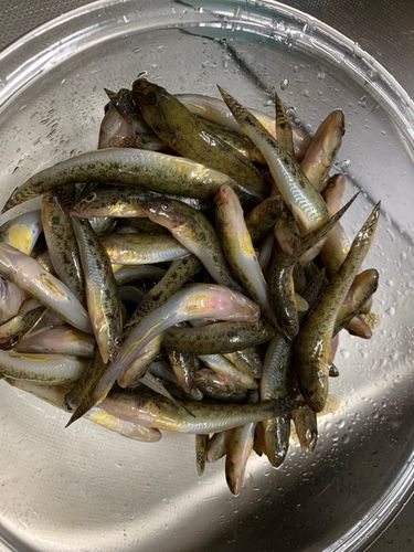 ハゼの釣果