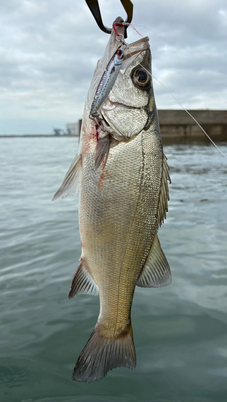 フッコ（ヒラスズキ）