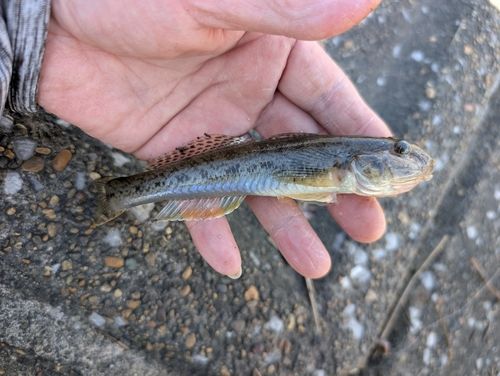ハゼの釣果