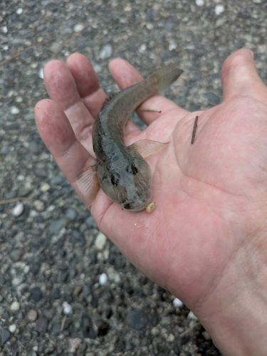 ハゼの釣果
