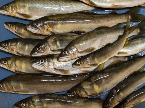 アユの釣果