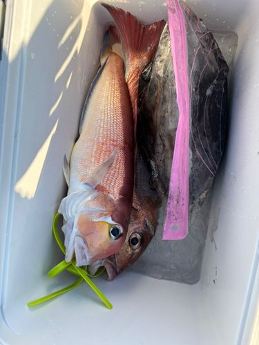 アカアマダイの釣果