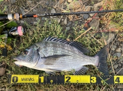 クロダイの釣果