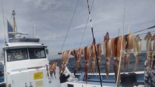 スルメイカの釣果