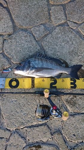 クロダイの釣果