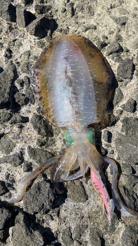 アオリイカの釣果