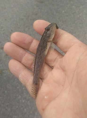 ハゼの釣果