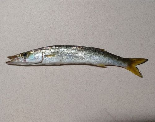 カマスの釣果