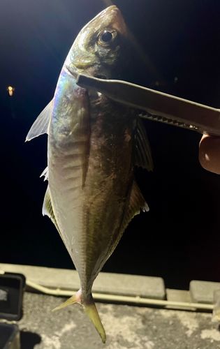 マアジの釣果