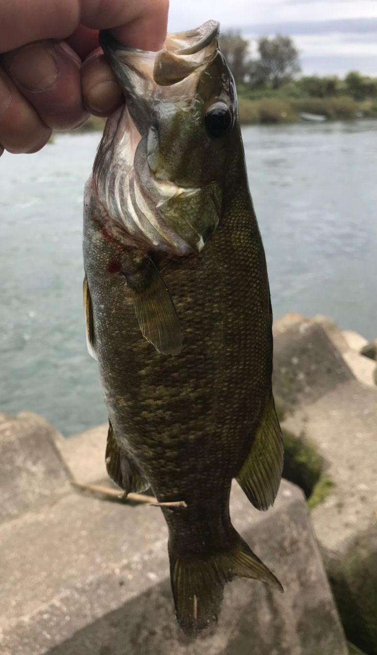 スモールマウスバス