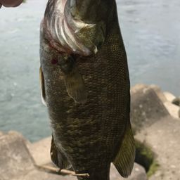 スモールマウスバス