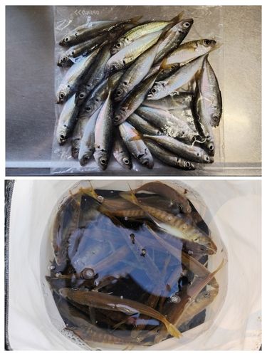 女川湾