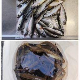 アジ