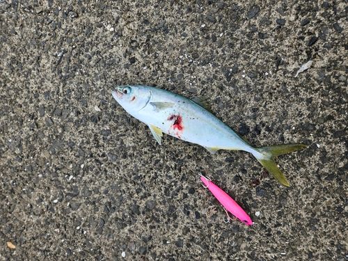 ツバスの釣果