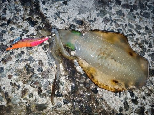 アオリイカの釣果