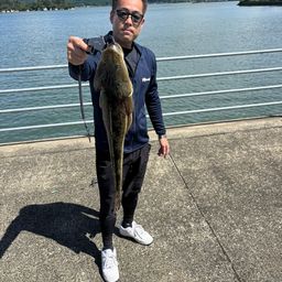 マゴチ